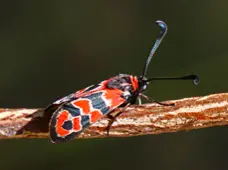 Há Vida em Montachique - Natureza às Cores — event image