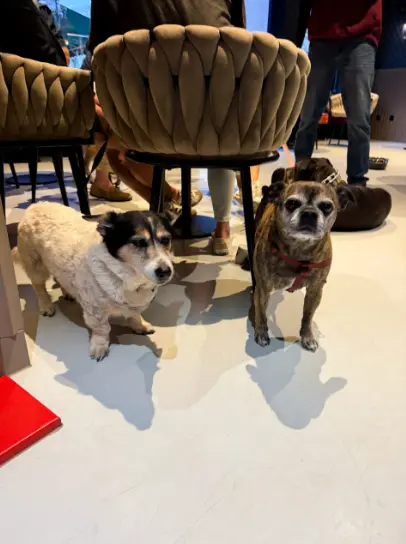 Encontro Mensal dos Cãezinhos — event image