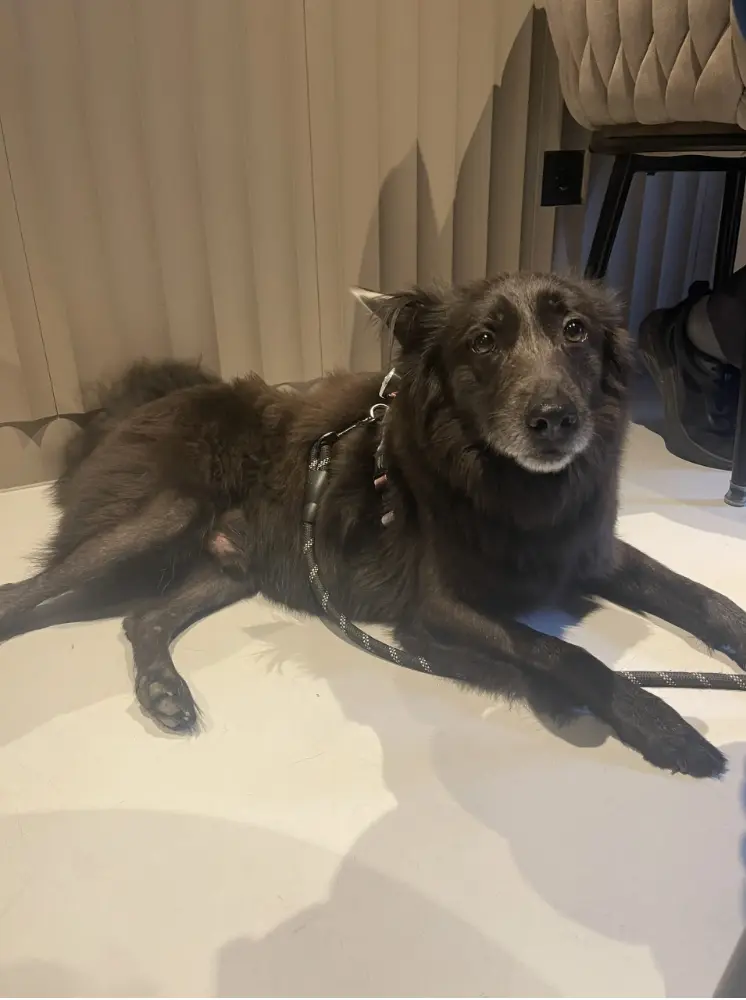 Imagem do evento Quinta-feira Amiga dos Cães / Dog Friendly Thursdays
