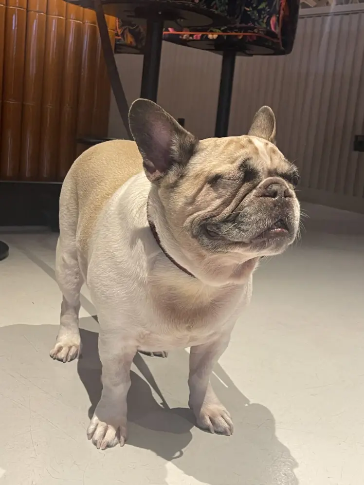 Imagem do evento Quinta-feira Amiga dos Cães